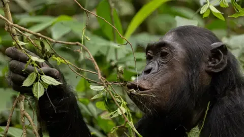 Wild Chimps Consuming a Daily Dose of an Alcoholic Beverage Each Day from Overripe Produce, Research Reveals